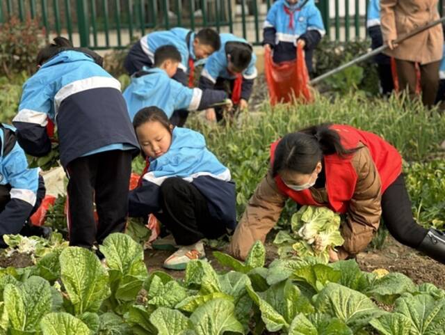 安徽省安庆市宜秀区白泽湖乡月形小学，孩子们在学校菜园里采摘蔬菜捐赠给社区老年食堂。（安庆市委宣传部供图）