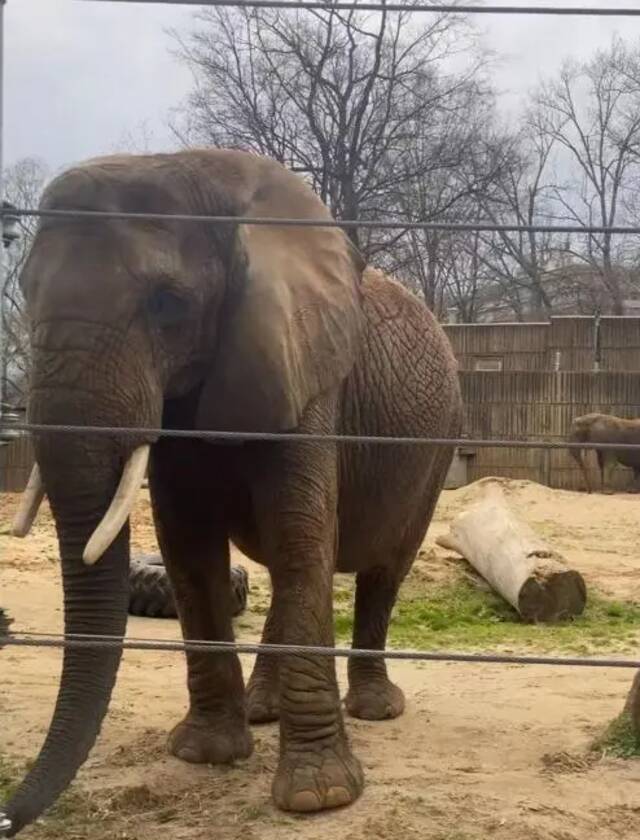 孟菲斯动物园的亚洲象/受访者供图