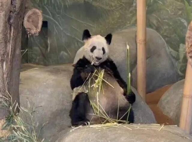 中国动物园协会回应：已派专家在美孟菲斯动物园协助照料“丫丫”