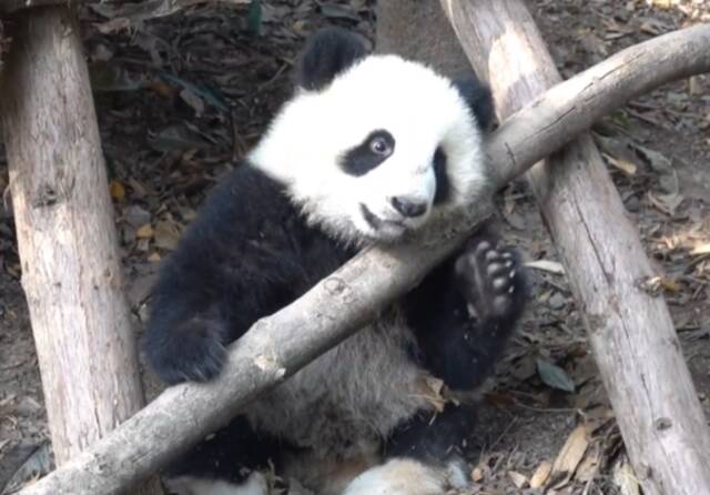 7个月残疾大熊猫被3名女游客泼水后躲在角落，基地回应