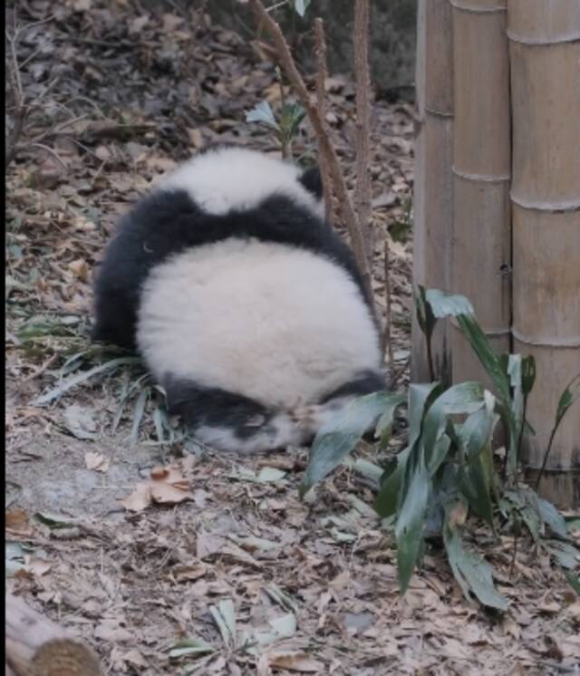 7个月残疾大熊猫被3名女游客泼水后躲在角落，基地回应