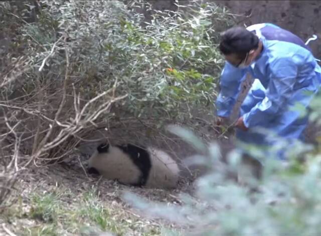 7个月残疾大熊猫被3名女游客泼水后躲在角落，基地回应