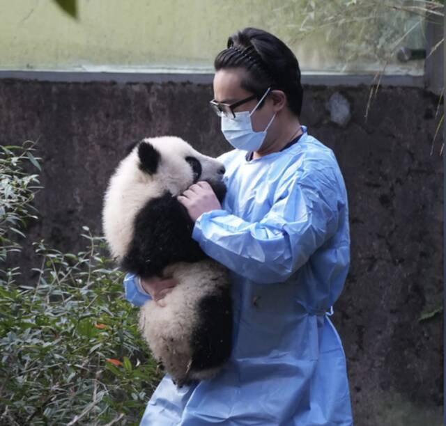 7个月残疾大熊猫被3名女游客泼水后躲在角落，基地回应