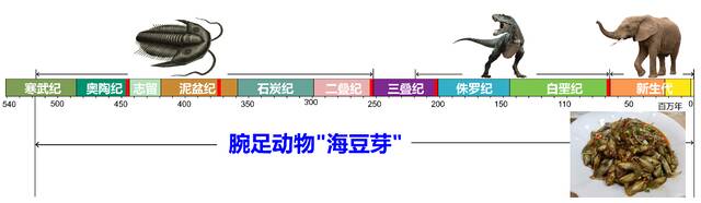 通过舌形贝壳体大数据揭示“活化石”演化动力