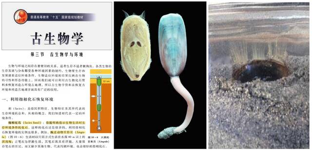 通过舌形贝壳体大数据揭示“活化石”演化动力