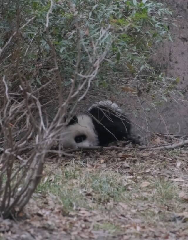 大熊猫被泼水，吓得哀鸣？回应来了