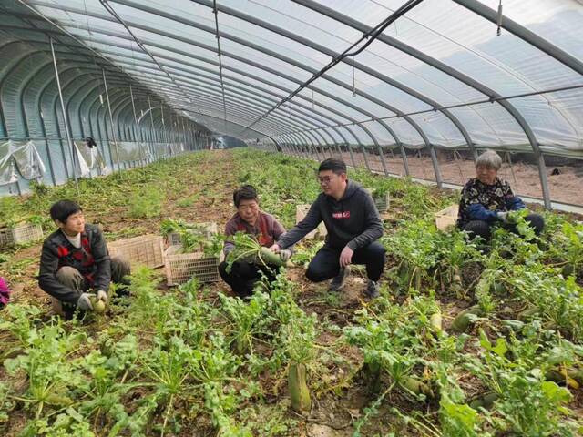 张立华（右二）和村民在收萝卜。（受访者供图）