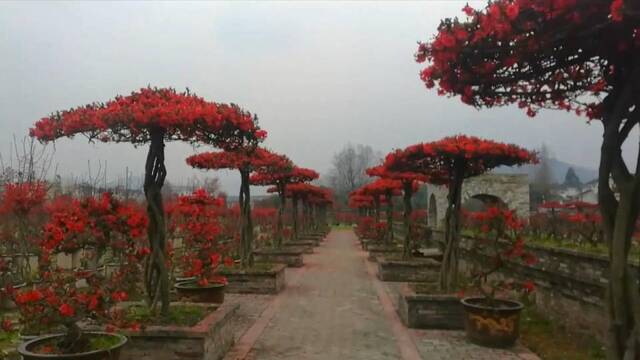 “问花村”里问路乡村振兴