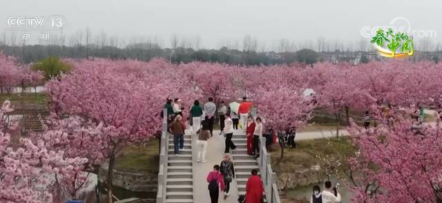 浙江兰溪“樱花森林”惹人醉 美丽经济旺乡村