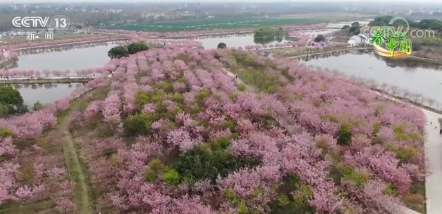 浙江兰溪“樱花森林”惹人醉 美丽经济旺乡村