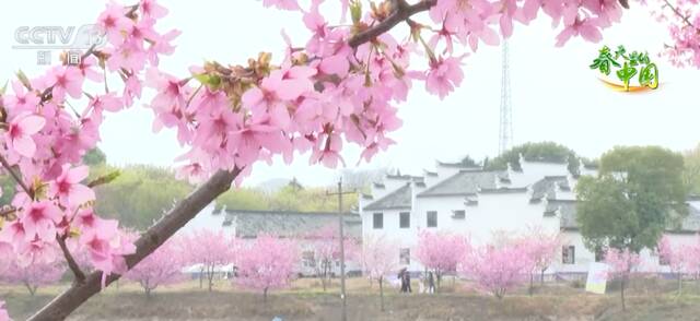 浙江兰溪“樱花森林”惹人醉 美丽经济旺乡村