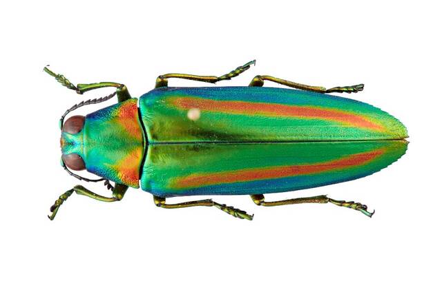 宝石甲虫通过复制基因进化出新的颜色