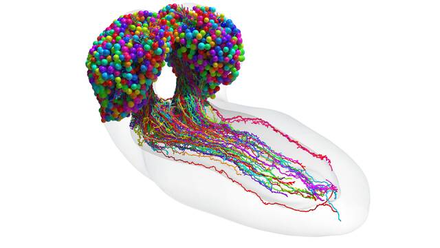 科学家完成昆虫大脑的第一张地图