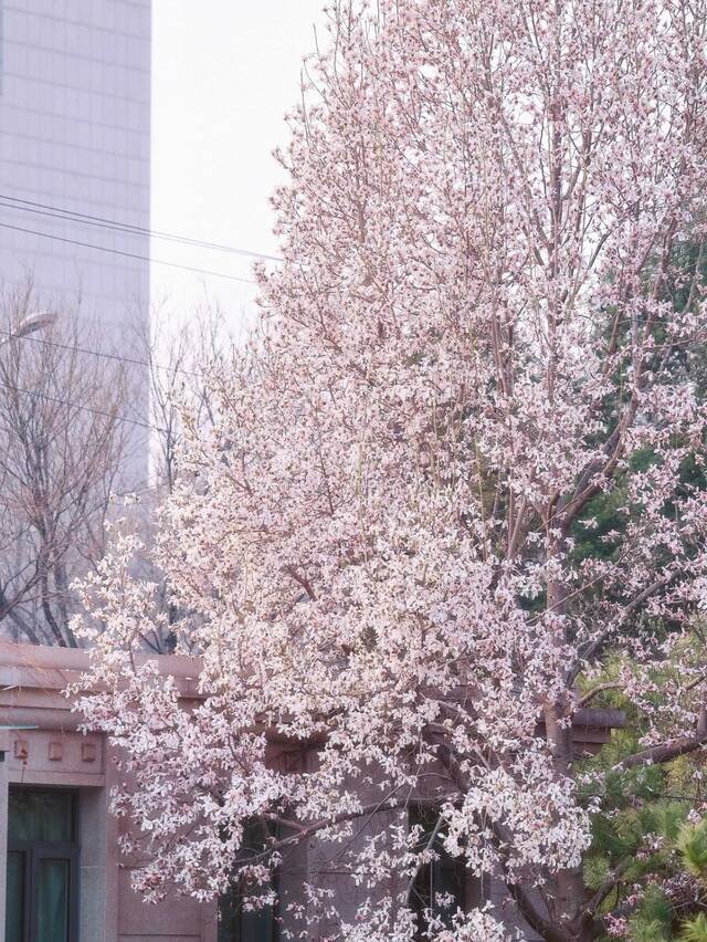 花开了，北科大等你来！