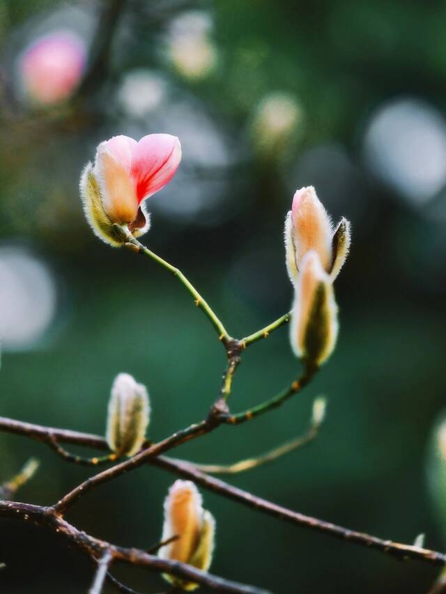 花开了，北科大等你来！