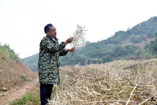 沈昌健在湖南临澧县白云村试验田里查看已经收割的油菜（资料照片）。新华社记者白田田摄