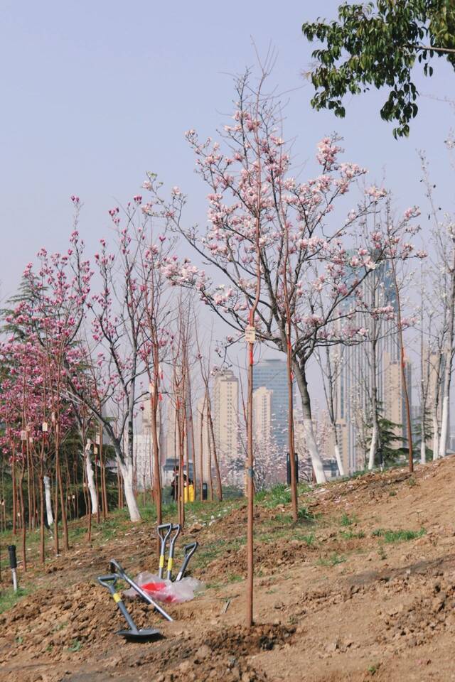 植树节丨和科大一起种植希望，拥抱春天!