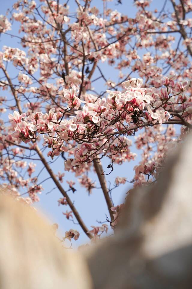 “植”此春光，繁花与共