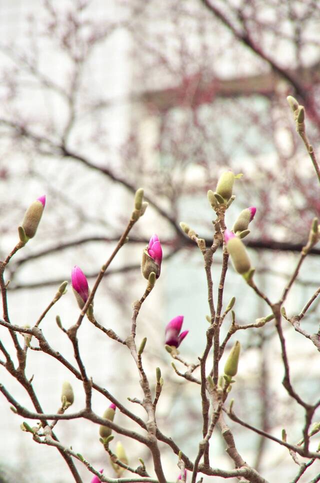 “植”此春光，繁花与共