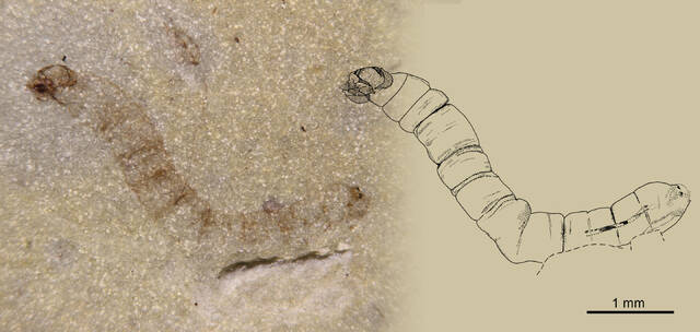 已知最古老的昆虫化石的发现揭示昆虫是如何适应后世界末日的