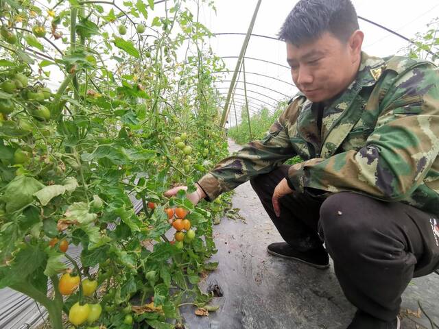 3月7日，村民在查看小番茄长势。新华社记者袁波摄