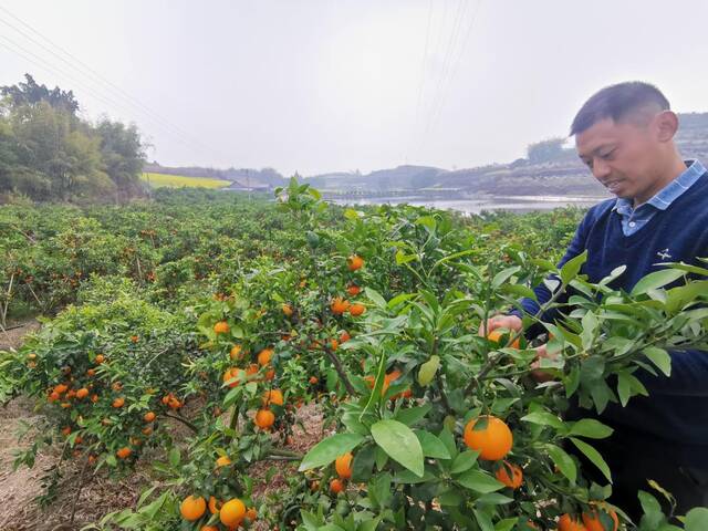 黄吉彬的沃柑迎来了丰产期。新华社记者袁波摄