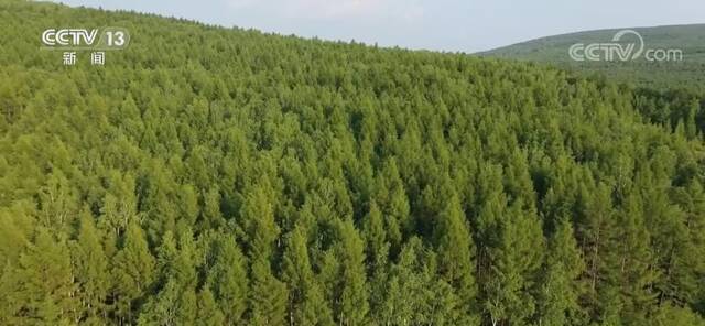 国土绿化取得显著成效 森林面积、蓄积“双增长”