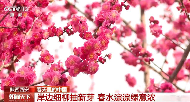中国多地桃红柳绿 春光正好 生机萌动
