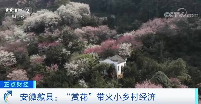 安徽歙县“赏花”带火小乡村经济 游客纷至沓来