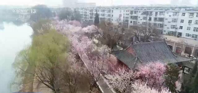 美丽中国百花开 柳绿花红醉春色