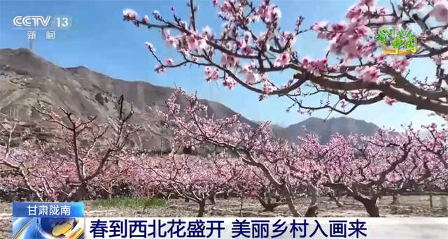 春到西北花盛开 美丽乡村入画来