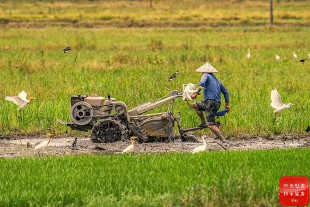 雨后的江南，勤劳的农民忙着耕田抢农时，田野上的白鹭翩翩飞翔，到处一片生机勃勃的景象。(福建省建瓯市纪委监委供吴震摄)