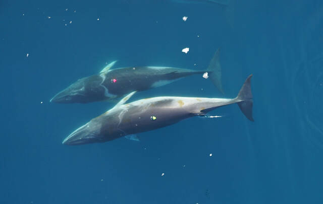 研究显示小须鲸代表了一种猛冲式进食的须鲸的最小尺寸阈值