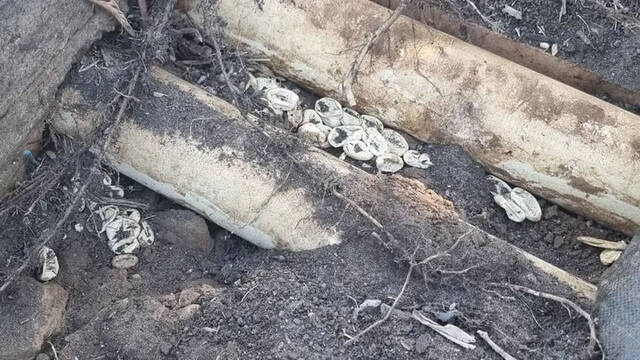 澳洲一户人家后院发现世界第2毒东部拟眼镜蛇的窝有110颗蛇蛋已孵化
