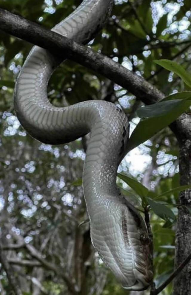 巨大蟒蛇突然从天而降澳州男子被咬得血流满面