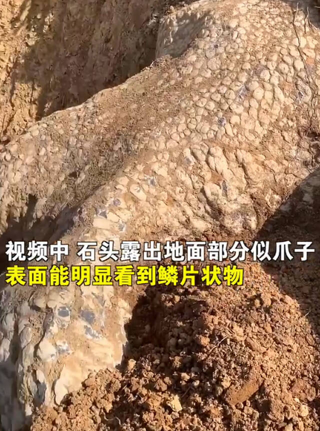 湖南邵阳疑似挖出龙化石？当地回应