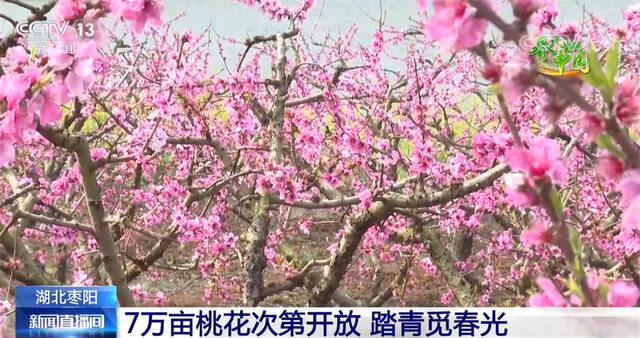 万亩桃花次第开 桃产业成为助推乡村振兴支柱产业