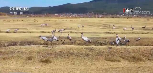 六只黑鹳现身丽江拉市海湿地 湿地森林保护取得明显成效