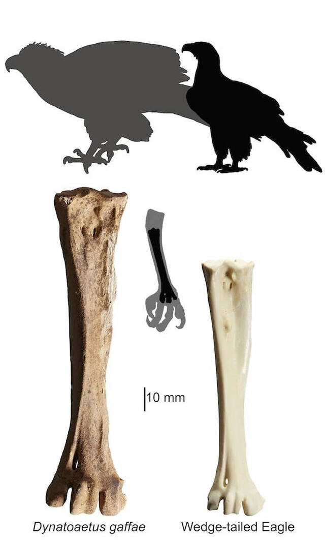 研究表明澳大利亚已经灭绝的巨鹰Dynatoaetus gaffae大到足以从树上抓树袋熊