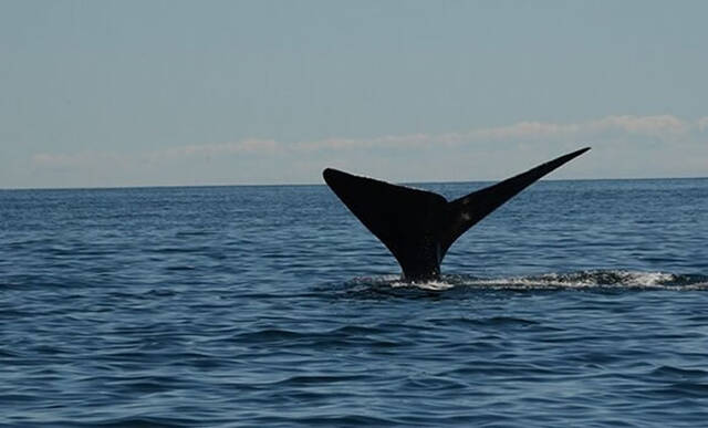 倾听北大西洋露脊鲸的声音如何帮助人类保护它们
