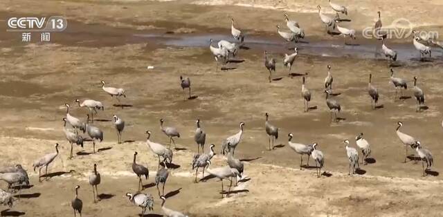 内蒙古多地水库湿地迎大批候鸟 万鸟翔集 和谐美丽