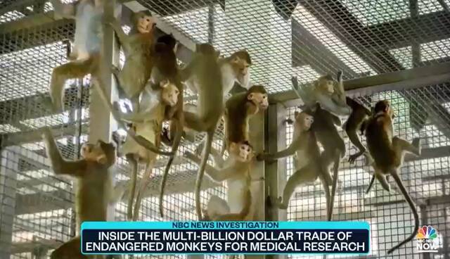 1000多只实验猴被困美国，该谁来管？有机构愿照顾但开出1.25亿美元高价