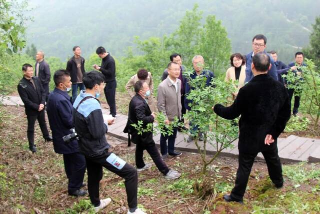 ▲重庆市云阳县的党员干部正在调研退耕还林、经济林栽培、林业种植管护工作。资料图。图/IC photo