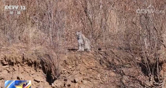 “全家福”来了！中国野生猫科动物专项调查最新结果公布