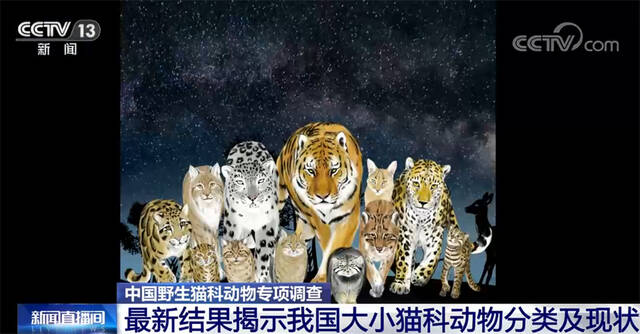 “全家福”来了！中国野生猫科动物专项调查最新结果公布