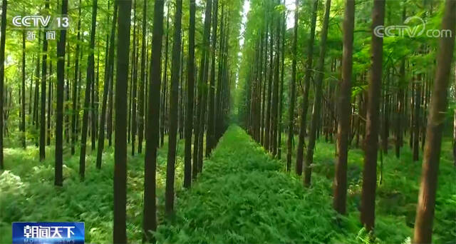 为地球“变绿”作出重要贡献 我国森林面积连续增长