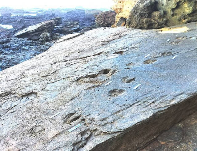 研究人员在南非发现巨型好望角斑马足迹化石