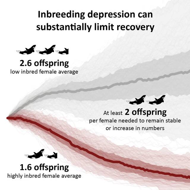 新的基因组测序显示近亲繁殖导致濒危虎鲸数量下降