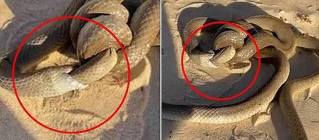 澳洲男子在沙滩意外目睹2条巨大杜吉蛇缠绕在一起原来是蛇吞蛇