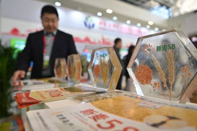 这是在展会上拍摄的小麦种子展示品（3月18日摄）。新华社记者李然摄